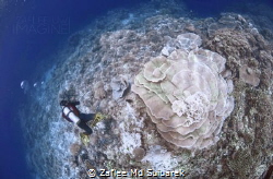 Diver cruising by Rose coral Garden at Parigi Moutong, Su... by Zaflee Md Suibarek 